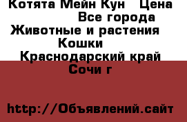 Котята Мейн Кун › Цена ­ 15 000 - Все города Животные и растения » Кошки   . Краснодарский край,Сочи г.